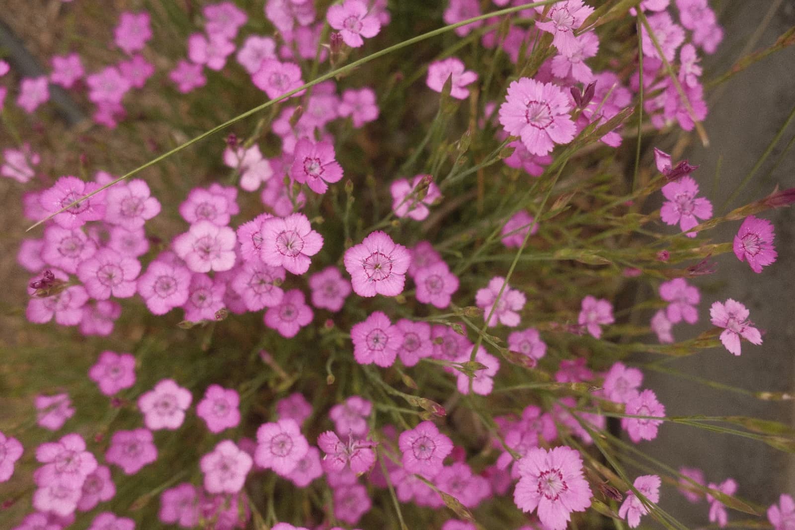 A meadow of dianthus flowers, photographed from above.