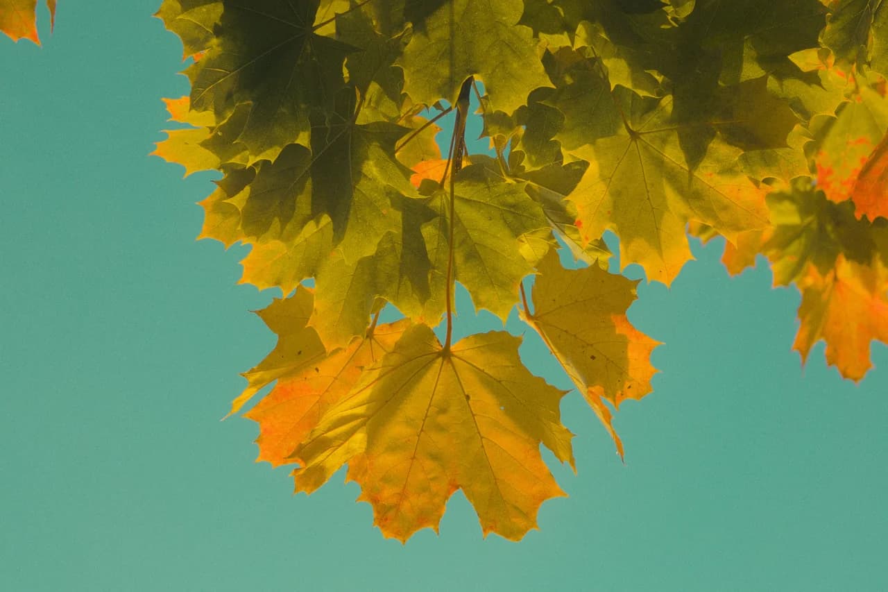 Autumn maple leaves against the sky — Variance −100