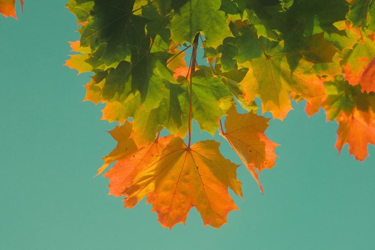 Autumn maple leaves against the sky — Variance +100